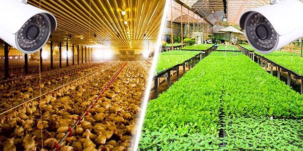 Lắp camera ngoài trời giám sát vườn cây tại nông trại